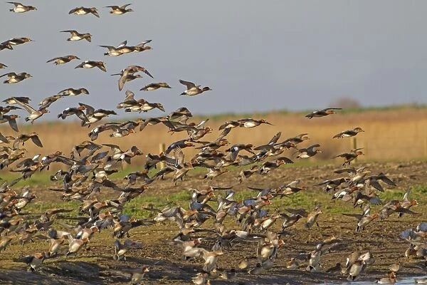 Eurasian Wigeon (Anas penelope) flock, in flight, landing on safety of water from grazing, after being scared by raptor, Norfolk, England, january