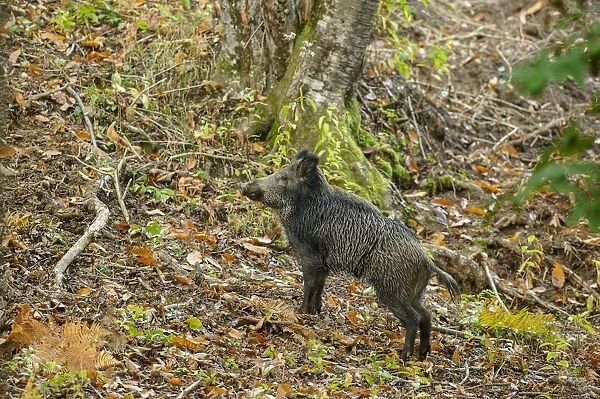 Eurasian Wild Boar (Sus scrofa) adult, standing in deciduous forest, Antola Regional Park, Genova Province, Liguria