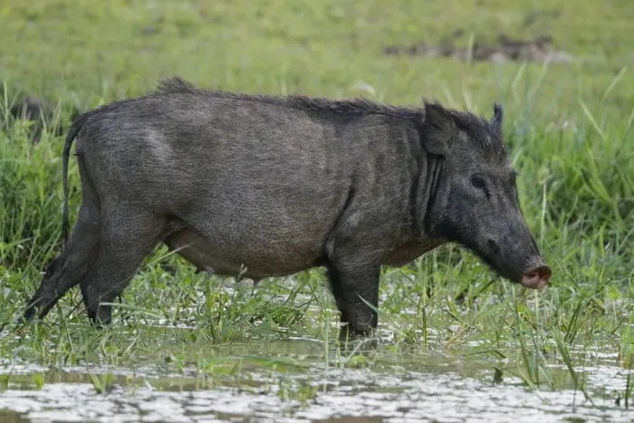 Framed Print : Eurasian Wild Boar (Sus scrofa affinis) adult female, standing in shallow water on marshland, Yala N. P