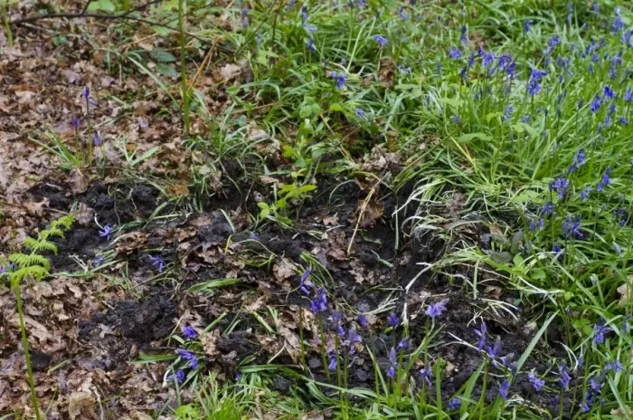 Framed Print : Eurasian Wild Boar (Sus scrofa) feeding sign, rooting damage to Bluebells (Endymion non-scriptus) Framed Print : Eurasian Wild Boar (Sus scrofa) feeding sign, rooting damage to Bluebells (Endymion non-scriptus)