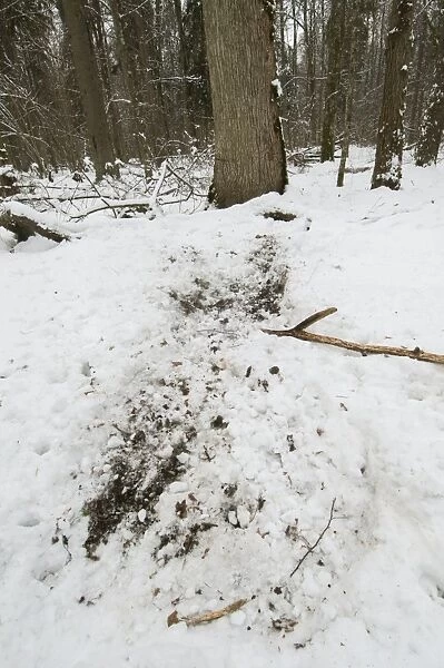 Eurasian Wild Boar (Sus scrofa) foraging marks in snow covered primeval forest habitat