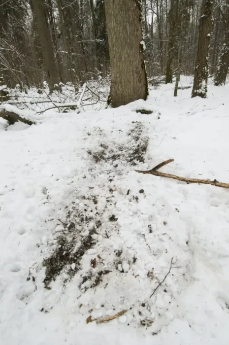 Framed Print : Eurasian Wild Boar (Sus scrofa) foraging marks in snow covered primeval forest habitat