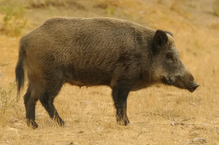Framed Print : Eurasian Wild Boar (Sus scrofa) sow, standing, Italy, August Framed Print : Eurasian Wild Boar (Sus scrofa) sow, standing, Italy, August