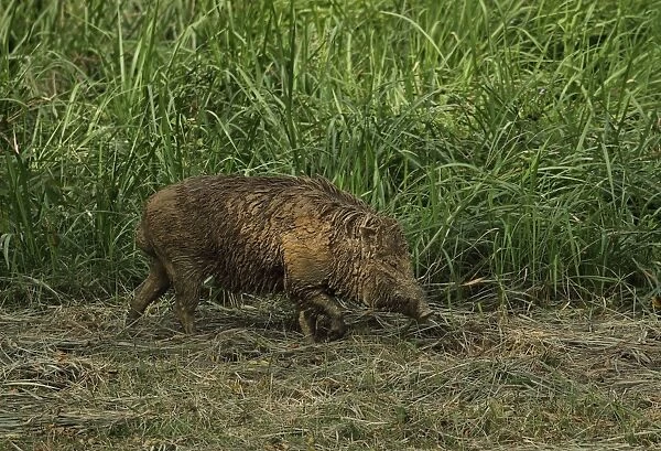 Eurasian Wild Boar (Sus scrofa vittatus) adult, covered with mud after wallowing, Taman Negara N. P