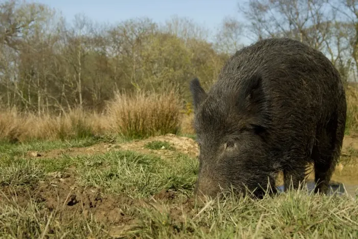 Framed Print : Eurasian Wild Boar (Sus scrofa) young male, rooting in mud at edge of water, on wild boar farm, Devon, England, may Framed Print : Eurasian Wild Boar (Sus scrofa) young male, rooting in mud at edge of water, on wild boar farm, Devon, England, may