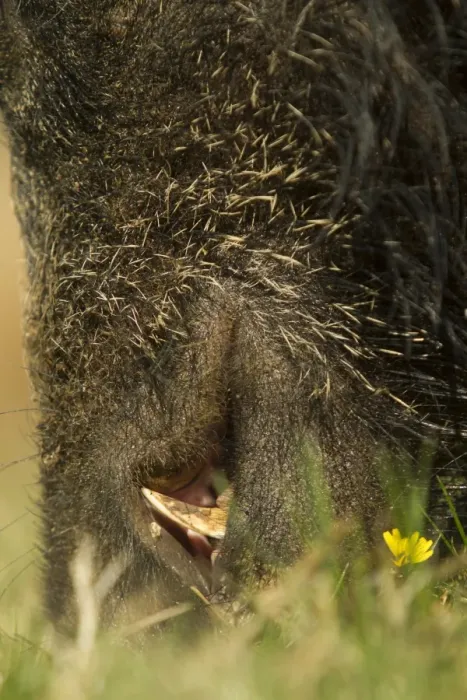 Framed Print : Eurasian Wild Boar (Sus scrofa) young male, feeding, close-up of snout and tusks, on wild boar farm, Devon, England, may