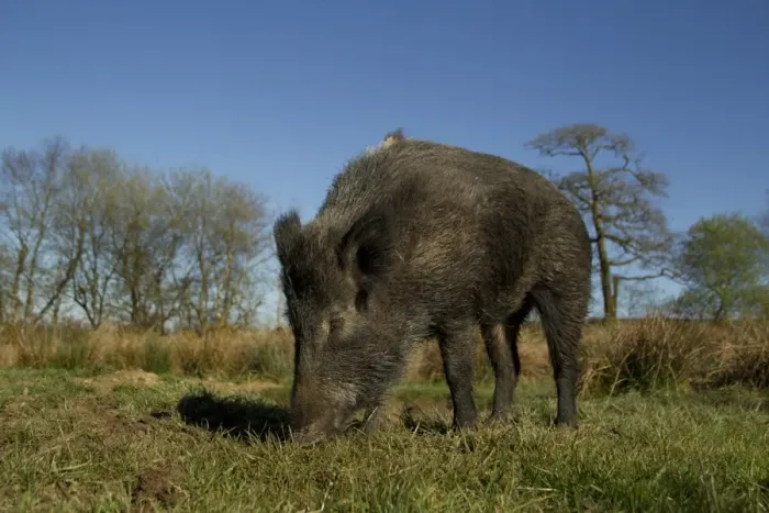 Framed Print : Eurasian Wild Boar (Sus scrofa) young male, rooting, on wild boar farm, Devon, England, may Framed Print : Eurasian Wild Boar (Sus scrofa) young male, rooting, on wild boar farm, Devon, England, may