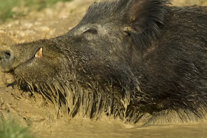 Framed Print : Eurasian Wild Boar (Sus scrofa) young male, close-up of head, wallowing in mud, on wild boar farm, Devon, England, may Framed Print : Eurasian Wild Boar (Sus scrofa) young male, close-up of head, wallowing in mud, on wild boar farm, Devon, England, may