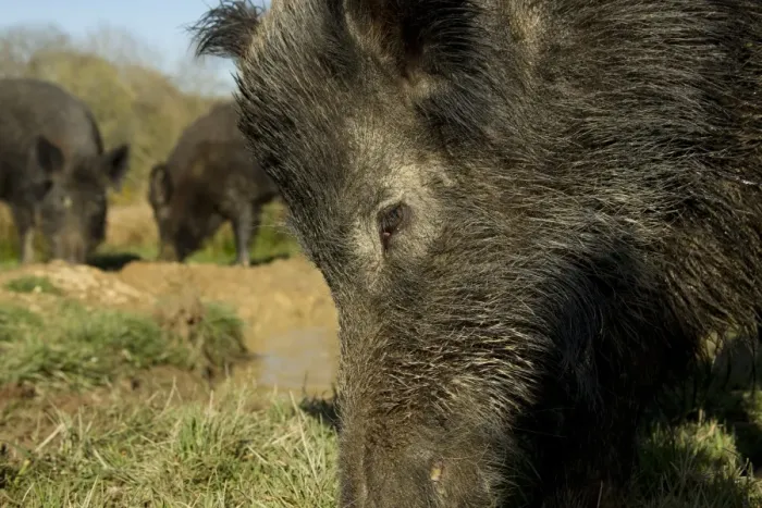 Framed Print : Eurasian Wild Boar (Sus scrofa) young males, close-up of head, rooting in mud, on wild boar farm, Devon, England, may Framed Print : Eurasian Wild Boar (Sus scrofa) young males, close-up of head, rooting in mud, on wild boar farm, Devon, England, may