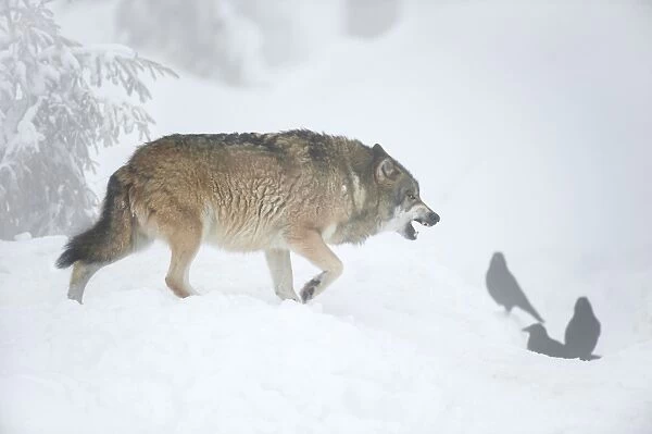Eurasian Wolf (Canis lupus) adult, snarling, walking in snow wirh crows, February (captive)