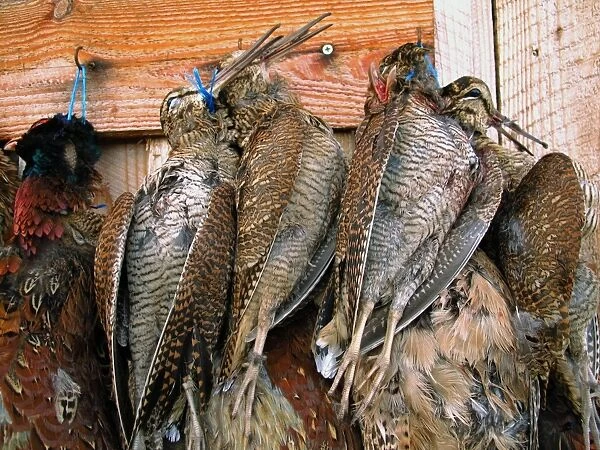 Eurasian Woodcock (Scolopax rusticola) and Common Pheasant (Phasianus colchicus) dead adults, hanging in game larder