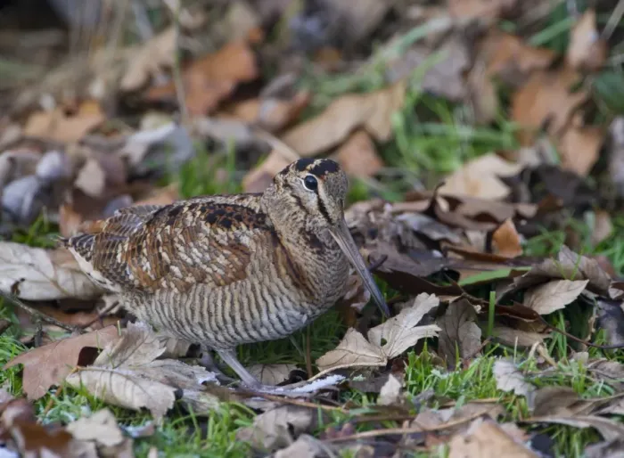 Framed Print : Eurasian Woodcock (Scolopax rusticola) adult, walking amongst fallen leaves, Norfolk, England, december