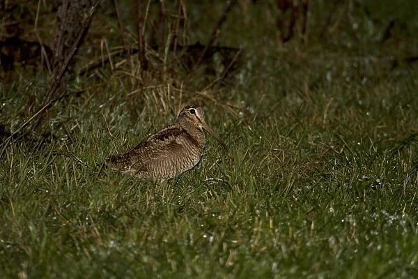 Eurasian Woodcock (Scolopax rusticola) adult, foraging in field at night during rainfall, Shropshire, England, December