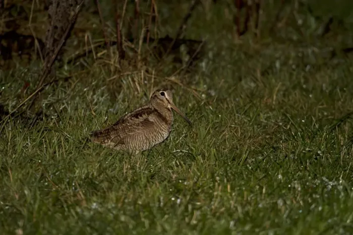Framed Print : Eurasian Woodcock (Scolopax rusticola) adult, foraging in field at night during rainfall, Shropshire, England, December Framed Print : Eurasian Woodcock (Scolopax rusticola) adult, foraging in field at night during rainfall, Shropshire, England, December
