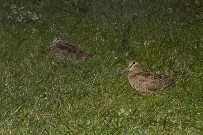 Framed Print : Eurasian Woodcock (Scolopax rusticola) two adults, standing in field at night during rainfall, Shropshire, England
