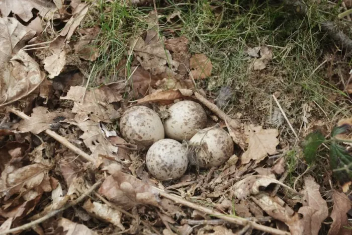 Framed Print : Eurasian Woodcock (Scolopax rusticola) four eggs in nest, amongst oak leaf litter in woodland, Peak District, Derbyshire, England, may Framed Print : Eurasian Woodcock (Scolopax rusticola) four eggs in nest, amongst oak leaf litter in woodland, Peak District, Derbyshire, England, may