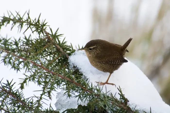 Framed Print : Eurasian Wren (Troglodytes troglodytes) adult, perched on snow covered gorse bush, Crossness Nature Reserve, Bexley Framed Print : Eurasian Wren (Troglodytes troglodytes) adult, perched on snow covered gorse bush, Crossness Nature Reserve, Bexley