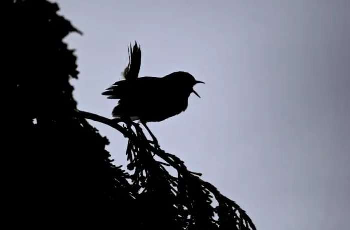 Framed Print : Eurasian Wren (Troglodytes troglodytes) adult, singing, silhouetted at dusk, Midlands, England, july