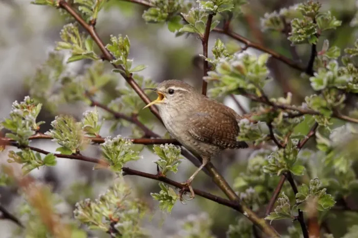 Framed Print : Eurasian Wren (Troglodytes troglodytes) adult, singing, perched on twigs, Warwickshire, England, april Framed Print : Eurasian Wren (Troglodytes troglodytes) adult, singing, perched on twigs, Warwickshire, England, april