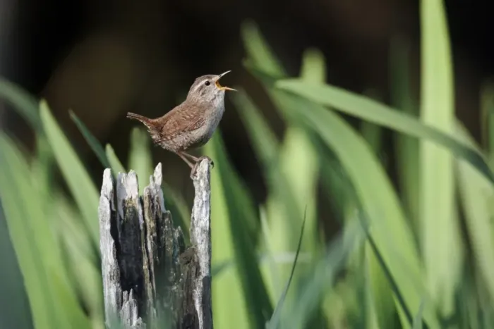 Framed Print : Eurasian Wren (Troglodytes troglodytes) adult, singing, perched on stump, Warwickshire, England, may Framed Print : Eurasian Wren (Troglodytes troglodytes) adult, singing, perched on stump, Warwickshire, England, may