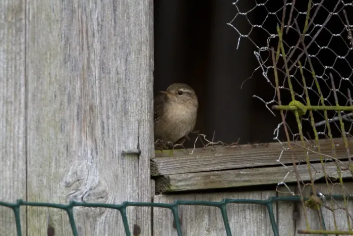 Framed Print : Eurasian Wren (Troglodytes troglodytes) adult, perched at shed window, England, April Framed Print : Eurasian Wren (Troglodytes troglodytes) adult, perched at shed window, England, April