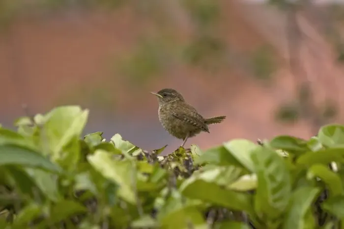 Framed Print : Eurasian Wren (Troglodytes troglodytes) immature, perched at top of laurel hedge, Bentley, Suffolk, England, august