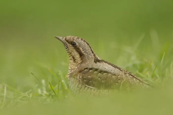 Framed Print : Eurasian Wryneck (Jynx torquilla) adult, standing on ground amongst grass, Norfolk, England, august Framed Print : Eurasian Wryneck (Jynx torquilla) adult, standing on ground amongst grass, Norfolk, England, august