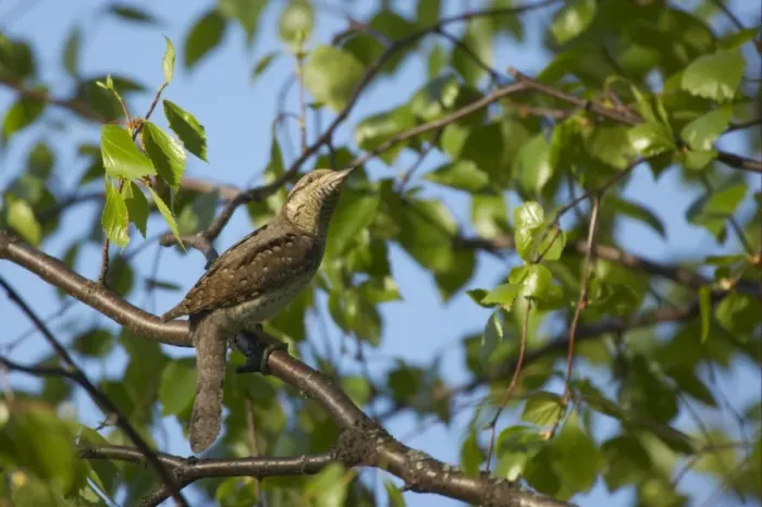 Framed Print : Eurasian Wryneck (Jynx torquilla) adult, perched on branch, Finland Framed Print : Eurasian Wryneck (Jynx torquilla) adult, perched on branch, Finland