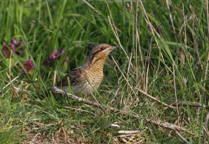 Framed Print : Eurasian Wryneck (Jynx torquilla) adult, standing on grassy bank, Norfolk, England, april