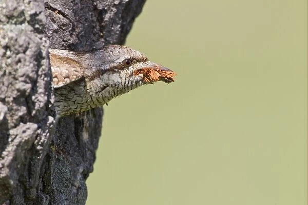 Eurasian Wryneck (Jynx torquilla) adult, with woodchips in beak, excavating nesthole in tree trunk, Bulgaria, may
