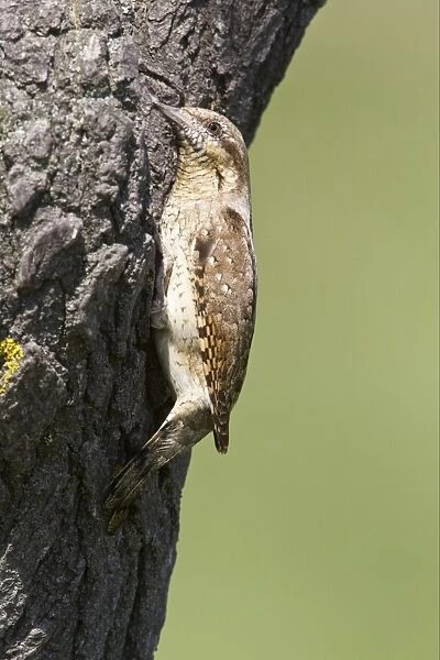 Eurasian Wryneck (Jynx torquilla) adult, at nesthole entrance in tree trunk, Bulgaria, may