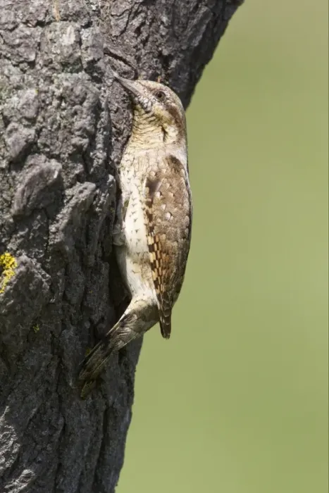 Framed Print : Eurasian Wryneck (Jynx torquilla) adult, at nesthole entrance in tree trunk, Bulgaria, may