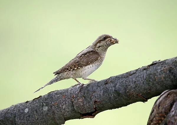 Eurasian Wryneck (Jynx torquilla) adult, with ant eggs in beak, perched on branch, Bulgaria, May