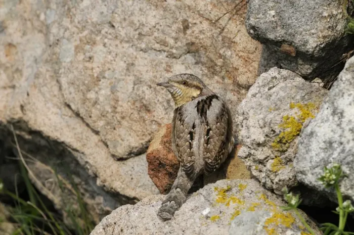 Framed Print : Eurasian Wryneck (Jynx torquilla) adult, foraging for ants amongst rocks, Lemnos, Greece, April Framed Print : Eurasian Wryneck (Jynx torquilla) adult, foraging for ants amongst rocks, Lemnos, Greece, April