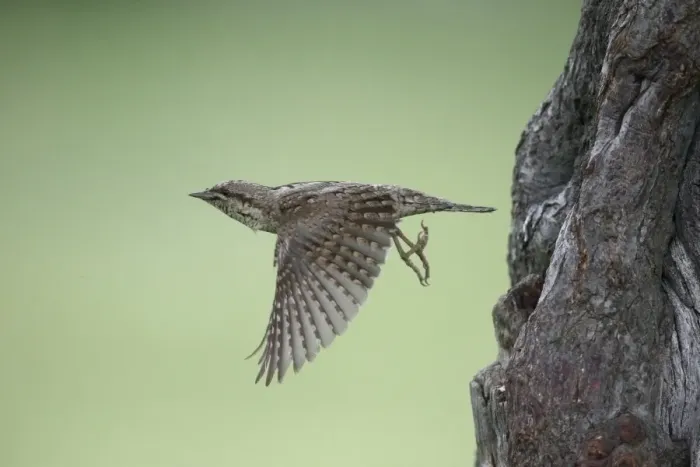 Framed Print : Eurasian Wryneck (Jynx torquilla) adult, in flight, leaving nesthole in tree trunk, Bulgaria, May Framed Print : Eurasian Wryneck (Jynx torquilla) adult, in flight, leaving nesthole in tree trunk, Bulgaria, May