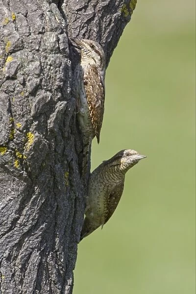 Eurasian Wryneck (Jynx torquilla) adult pair, at nesthole entrance in tree trunk, Bulgaria, may
