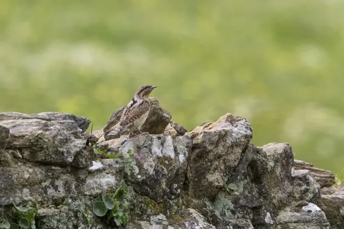 Framed Print : Eurasian Wryneck on lichen covered rock wall Framed Print : Eurasian Wryneck on lichen covered rock wall