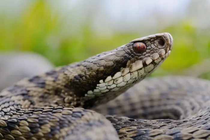 Framed Print : European Adder (Vipera berus) adult, close-up of head, Italian Alps, Italy, may Framed Print : European Adder (Vipera berus) adult, close-up of head, Italian Alps, Italy, may