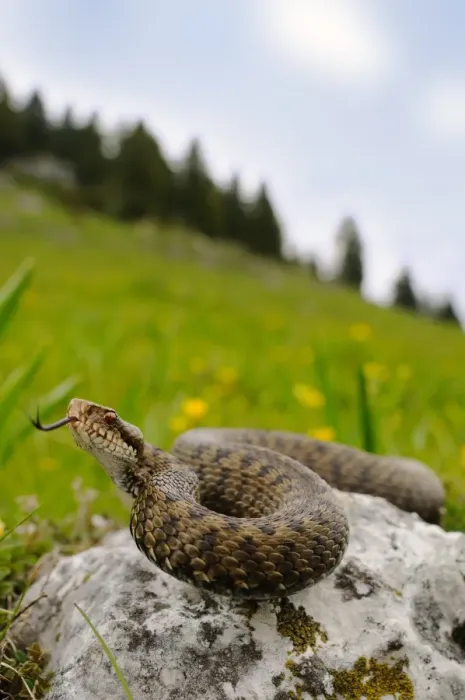 Framed Print : European Adder (Vipera berus) adult female, flicking tongue, on rock in mountain habitat, Italian Alps, Italy, may