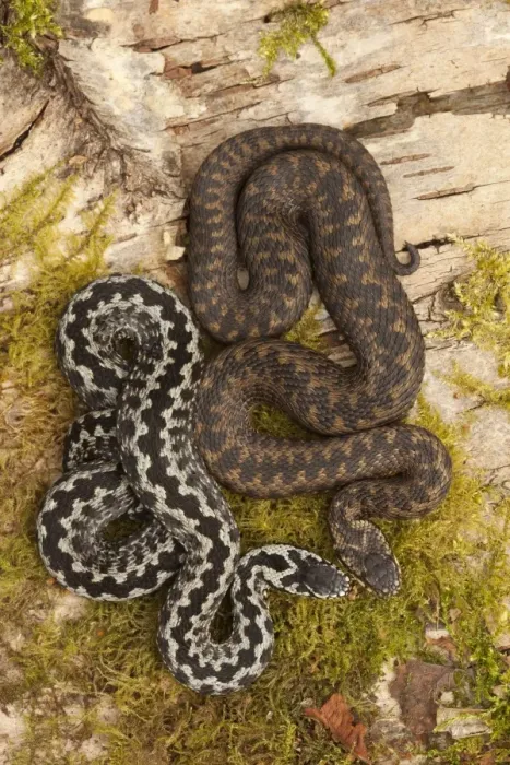 Framed Print : European Adder (Vipera berus) adult male and female, basking on birch log, Yorkshire, England, april