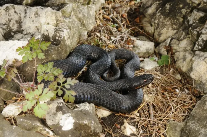 Framed Print : European Adder (Vipera berus) melanic adult, coiled amongst rocks, Italian Alps, Italy, october Framed Print : European Adder (Vipera berus) melanic adult, coiled amongst rocks, Italian Alps, Italy, october