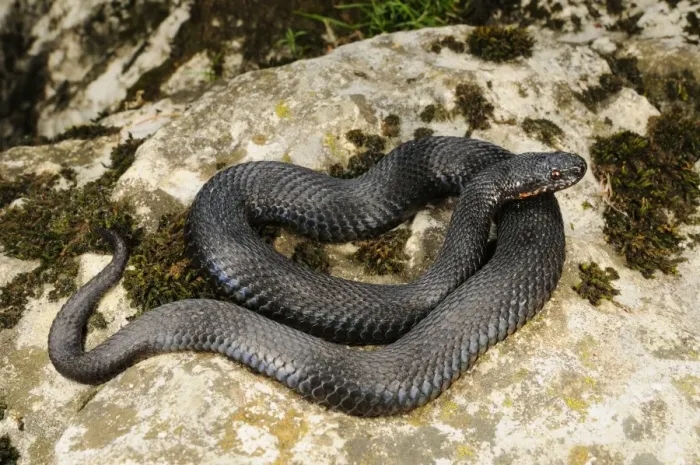 Framed Print : European Adder (Vipera berus) melanic adult, coiled on rock, Italian Alps, Italy, october