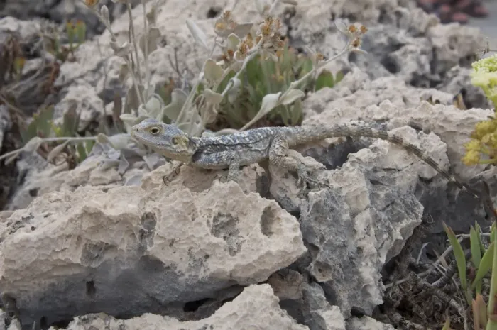 Framed Print : European Agama (Agama stellio) adult, resting on rock, Kas, Antalya Province, Turkey, october