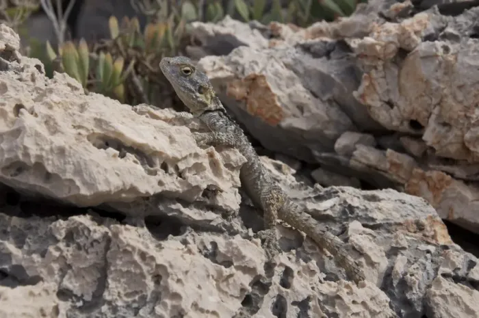 Framed Print : European Agama (Agama stellio) adult, resting on rock, Kas, Antalya Province, Turkey, october