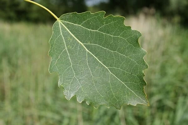 European Aspen (Populus tremula) close-up of leaf, growing in river valley fen, Redgrave and Lopham Fen N. N. R
