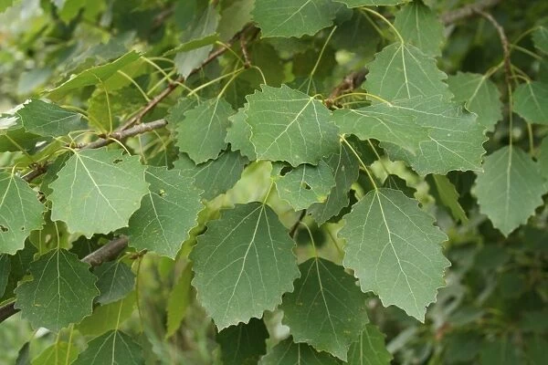 European Aspen (Populus tremula) close-up of leaves, growing in river valley fen, Redgrave and Lopham Fen N. N. R