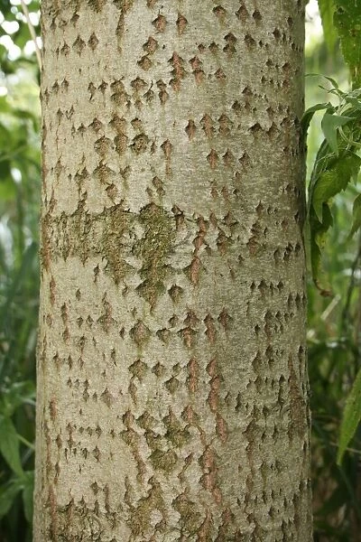 European Aspen (Populus tremula) close-up of trunk, growing in river valley fen, Redgrave and Lopham Fen N. N. R