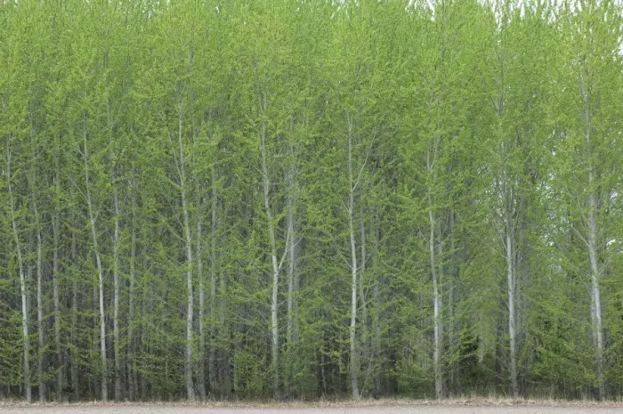 Framed Print : European Aspen (Populus tremula) dense plantation, Sweden Framed Print : European Aspen (Populus tremula) dense plantation, Sweden