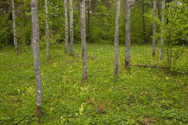 European Aspen (Populus tremula) trunks, growing in wooded meadow habitat, Tagamoisa Nature Reserve, Saaremaa Island