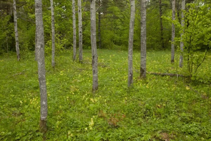 Framed Print : European Aspen (Populus tremula) trunks, growing in wooded meadow habitat, Tagamoisa Nature Reserve, Saaremaa Island Framed Print : European Aspen (Populus tremula) trunks, growing in wooded meadow habitat, Tagamoisa Nature Reserve, Saaremaa Island